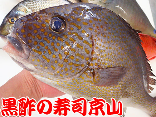 コロダイ　寿司　胡廬鯛